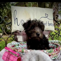 Miniature Schnauzer Puppies from Sophie’s Choice Puppies