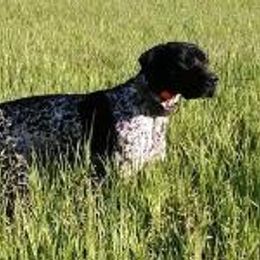 German Shorthaired Pointer All Grown Up from Shining Star GSP's
