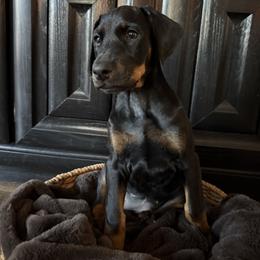 Doberman Pinscher Puppies from Haus of Hound