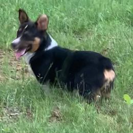 Pembroke Welsh Corgi All Grown Up from Robbie's Hobby Corgi's