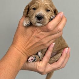 Cranberry - Apricot female Goldendoodle puppy in O'fallon, Missouri from Rockin R Doodles