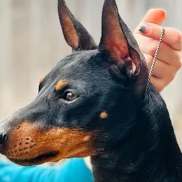 Diego - Manchester Terrier