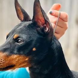 Diego - Manchester Terrier