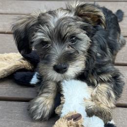 Yorkipoo Puppies from Little Creek Yorkiepoos