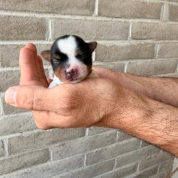 River (boy1) - Black tan and white male Biewer Terrier puppy in Las Cruces, New Mexico from De La Rosa Biewers