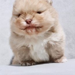 Pomeranian Puppies from Strawberry Pom Poms