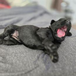Female 3 - Black female Giant Schnauzer puppy in Mcneal, Arizona from Olympian Giant Schnauzers and Westie’s!