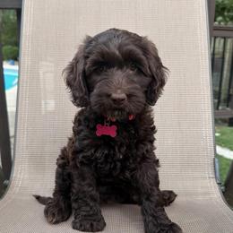 Pink Collar Girl - Chocolate female Australian Labradoodle puppy in Saint Louis, Missouri from Gateway Australian Labradoodles