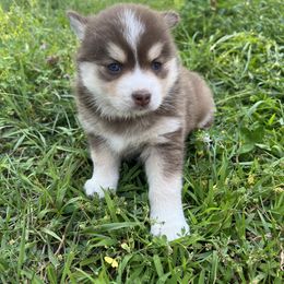 Pomsky Puppies from SRF Pomskies