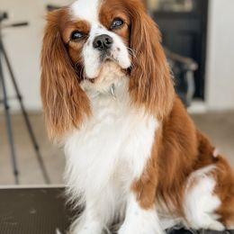 Lucas - Cavalier King Charles Spaniel