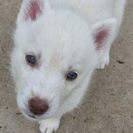 Girl 3 - White female Siberian Husky puppy in Madison, Georgia from Thornbury Kennel