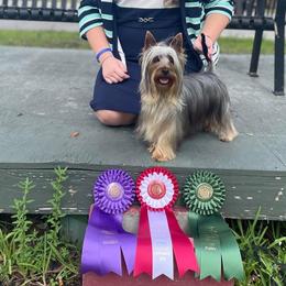 Silky Terriers from Pawsibility Silky Terriers