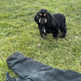 Cocker Spaniel Puppies from Cockers of Country Lane