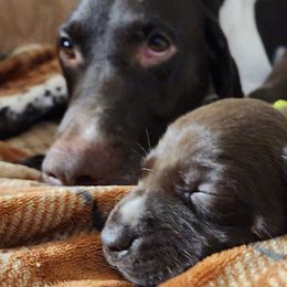 German Shorthaired Pointer Puppies from Hearts on Fire,  Versatile German Sharthair Pointers