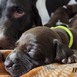 German Shorthaired Pointer Puppies from Hearts on Fire,  Versatile German Sharthair Pointers