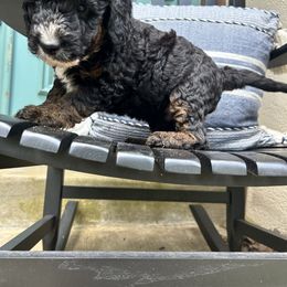 Moza - Black and white Sheepadoodle puppy in Little Rock, Arkansas from Summer Blossom Doodles