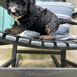 Moza - Black and white Sheepadoodle puppy in Little Rock, Arkansas from Summer Blossom Doodles