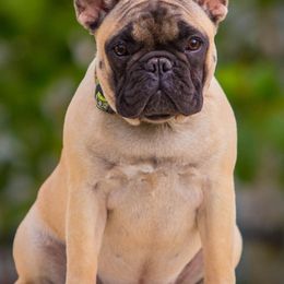 French Bulldogs from Erika's French Bulldogs