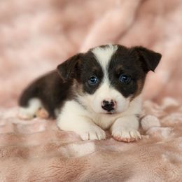Female 3 - Blue female Pembroke Welsh Corgi puppy in Orleans, Indiana from Workman Farms