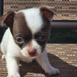 Mochi - Chocolate and white male Chihuahua puppy in Plainfield, Indiana from Abby's Pampered Pooches