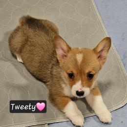 Tweety - Red female Pembroke Welsh Corgi puppy in Frontenac, Kansas from Holloway Corgis