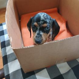 Dachshund Puppies from Dachshund Darlins