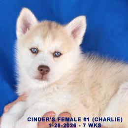 CINDER'S FEMALE 1 - Red and white female Siberian Husky puppy in Manilla, Iowa from Bruck's Siberian Huskies