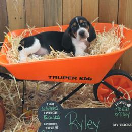 Ryley - Black white and brown female Basset Hound puppy in Dover, Arkansas from S&S American Bassets