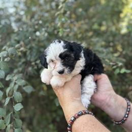 Aussiedoodle, Miniature Australian Shepherd, Poodle, and Toy Australian Shepherd Puppies from Mowry Creek Mini Aussiedoodles and More