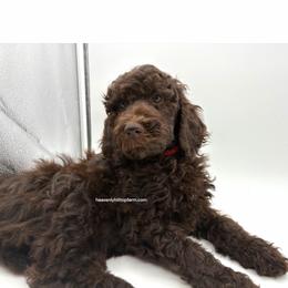 10. POPPY - RED COLLAR GIRL - Chocolate female Goldendoodle puppy in Charlo, Montana from Heavenly Hilltop Farm
