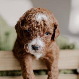 Thyme - Red  male Goldendoodle puppy in Patterson, California from Dooling Doodles