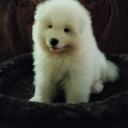 Samoyed Puppies from Mountain Laurel Samoyeds