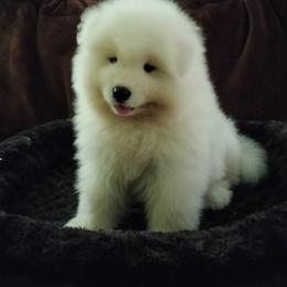Samoyed Puppies from Mountain Laurel Samoyeds