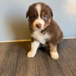 Red Tri - Red tri-color female Australian Shepherd puppy in Wittmann, Arizona from Wranglin Farms