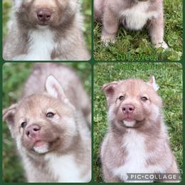 Luffy - Red and white male Siberian Husky puppy in Canton, Ohio from Bleu Skies Siberian Huskies