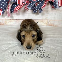 "Shaded cream male" Dachshund Puppies from Lil Beanie Weenies Dachshunds