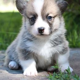 Cedar - Sable male Pembroke Welsh Corgi puppy in Plains, Montana from Diamond Corgis