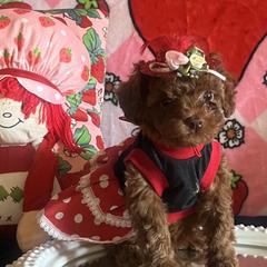 Assorted Doodle Crosses, Maltese, and Poodles from House of Poodles