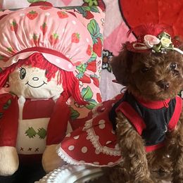 Assorted Doodle Crosses, Maltese, and Poodles from House of Poodles
