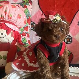 Assorted Doodle Crosses, Maltese, and Poodles from House of Poodles