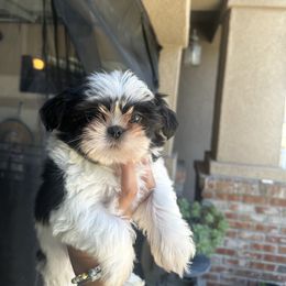 Baby Z - Black and white male Mal-Shi puppy in Sacramento, California from FurKids