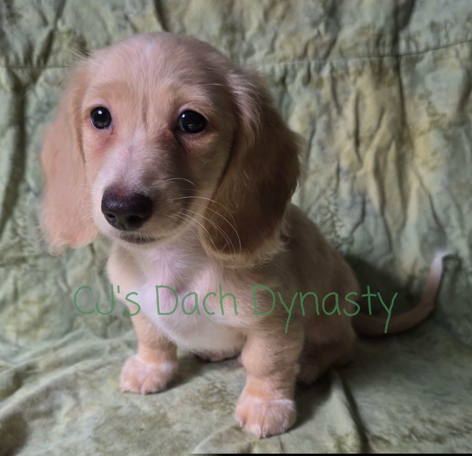 CHANCE 2200 - Cream male Dachshund puppy in Gatesville, Texas from CJ's Dach Dynasty