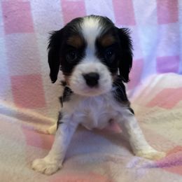 Cavalier King Charles Spaniel Puppies from Dawson’s Creek Breeding