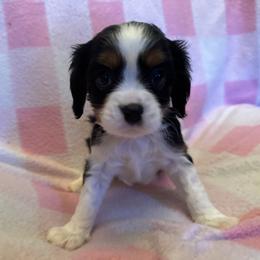 Cavalier King Charles Spaniel Puppies from Dawson’s Creek Breeding
