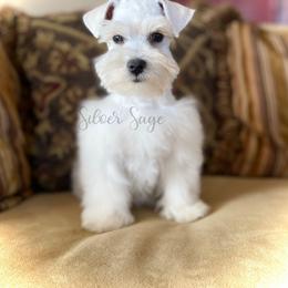 Miniature Schnauzer Puppies from Silver Sage Schnauzers