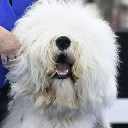 Old English Sheepdogs from Whimzy Old English Sheepdogs
