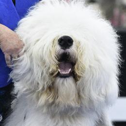 Old English Sheepdogs from Whimzy Old English Sheepdogs