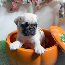 Izzy (pink collar) - Fawn female Pug puppy in Hereford, Arizona from Broken Road Ranch Pugs