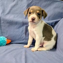 Gordon - Blue white and tan male Rat Terrier puppy in Jerusalem, Ohio from Twin Hickory Ranch