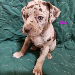 Catahoula Leopard Dog Puppies from OpenGate Catahoulas